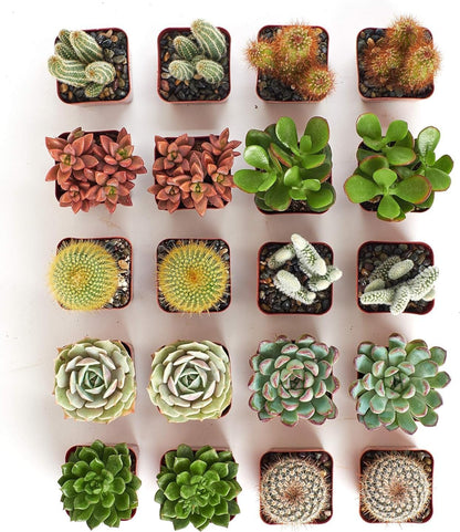 Shop Succulents Premium Live Mini Cactus and Succulent Plants in 2" Pots, Easy Care Indoor or Outdoor Gardening, Terrariums, Favors, & Contemporary Spaces with Hardy, Resilient Varieties, Pack of 20