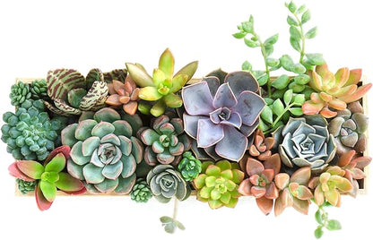 Mountain Crest Gardens Ultimate Succulent Variety Pack - 12 Unique Live Plants, Many Types, Rooted in 2 inch Pots - Indoor/Outdoor Real Succulents for Garden Decor, Favors, DIY Arrangements