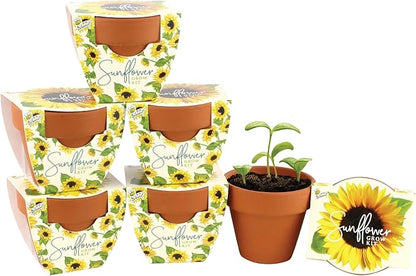 BUZZY Seeds Sunflower Daydream Collection 6-Pack Mini Terracotta Grow Pots, Includes Seed Packets and Growing Medium, Flower Starter Kit for Kids and Adults, Indoor Gardening Gift, Wedding Favors