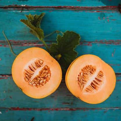 Minnesota Midget Melon - 25 Seeds - Heirloom Melon Variety, Great for Containers, Sweet & Easy-2-Grow, Non-GMO Cantaloupe Seeds for Planting Outdoors in The Home Garden, Thresh Seed Company