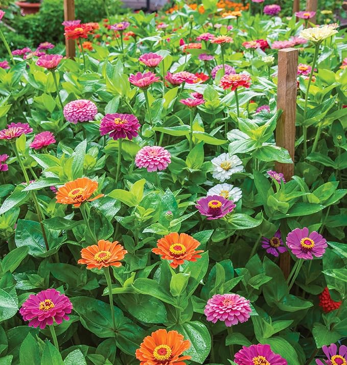 Burpee Giant Flowered Mixed Colors Zinnia Seeds 375 seeds