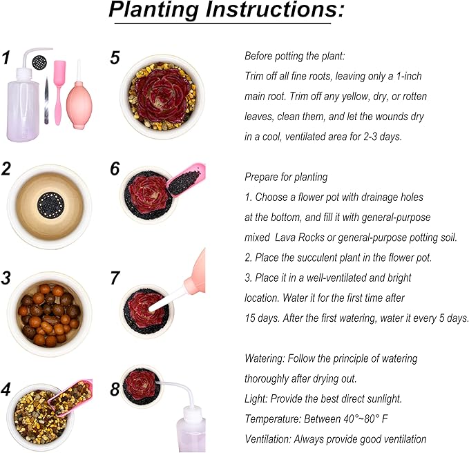 Lithops Random Mix Rare Live Succulent Plants, 30/50/100 Pcs Succulent Live Plant, Bare Root Without Pot & Soil, Indoor Office, Friend Plant Lovers Gifts