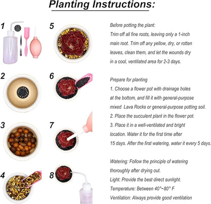 Lithops Large Random Mix Rare Live Succulent Plants, 30/50/100 Pcs 3 Years Bulk Succulent Live Plant, Bare Root Without Pot Soil, Garden Indoor, Plant Lover Gifts