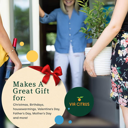 Persian Lime Plant Fruit Trees - Indoor Fruit Trees Live Plants, Outdoor Plants Live, Citrus Tree Pots for Housewarming, Patio, Lime Garden, Cannot Ship: CA,AZ,TX,LA, Real Indoor Tree by Via Citrus