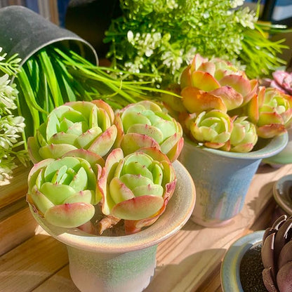 FWPP Live Succulents Plants Echeveria Peach Pride 3 inches,Rare Succulents Bare Root Without Pot Soil, Live Plants Indoor Office Decoration Wedding and Gift