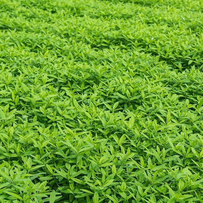 No-Till Garden Farm and Garden Cover Crop Mix Seeds - 5 Lbs - Blend of Gardening Cover Crop Seeds: Hairy Vetch, Daikon Radish, Forage Collards, Triticale, More