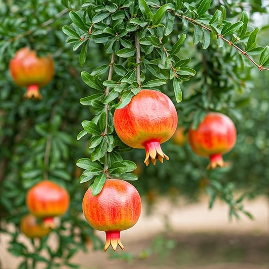 Tree Grow Kit | Easy to use | Educational | Memorial Gift | Plant It for The Planet | Grow Your Own Tree |Wide Selection to Choose from (Pomegrante)