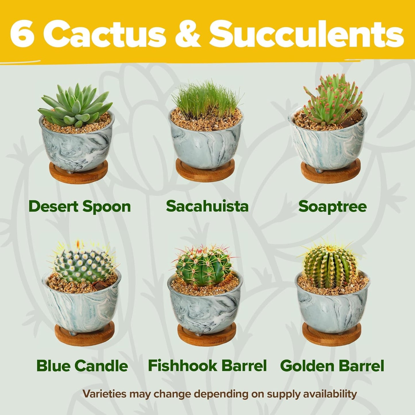 Succulent & Cactus Grow Kit – Complete Plant Gift Set with 4 Ceramic Pots & Trays, 6 Seed Packs (3 Cactus, 3 Succulent), Plant Markers, Peat Pellets, Nutrients & Guide – Ideal Holiday & Birthday Gift