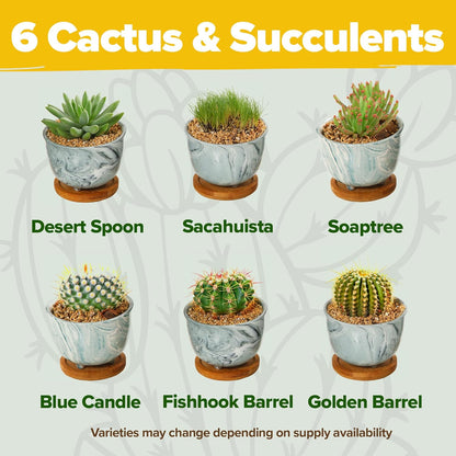 Succulent & Cactus Grow Kit – Complete Plant Gift Set with 4 Ceramic Pots & Trays, 6 Seed Packs (3 Cactus, 3 Succulent), Plant Markers, Peat Pellets, Nutrients & Guide – Ideal Holiday & Birthday Gift