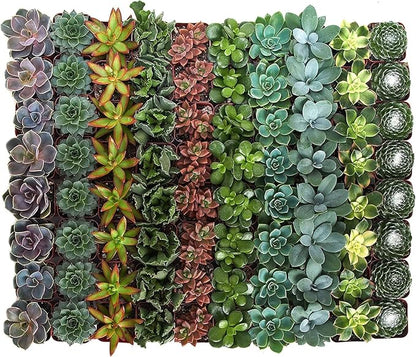 Shop Succulents Assorted Succulent Plant Pack Bulk Collection - Live Mini Succulent Plants, Low Maintenance, Mixture of Colors & Textures - Wedding and Party Favors, Gift & Garden, Pack of 256