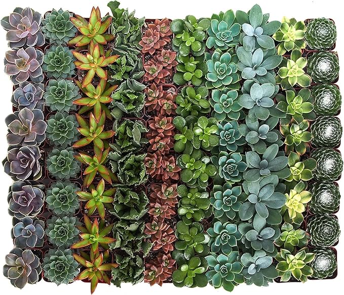 Shop Succulents Assorted Succulent Plant Pack Bulk Collection - Live Mini Succulent Plants, Low Maintenance, Mixture of Colors & Textures - Wedding and Party Favors, Gift & Garden, Pack of 40