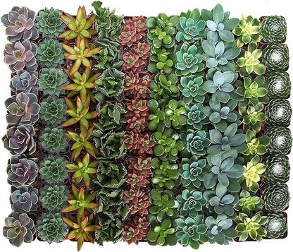 Shop Succulents Assorted Succulent Plant Pack Bulk Collection - Live Mini Succulent Plants, Low Maintenance, Mixture of Colors & Textures - Wedding and Party Favors, Gift & Garden, Pack of 100
