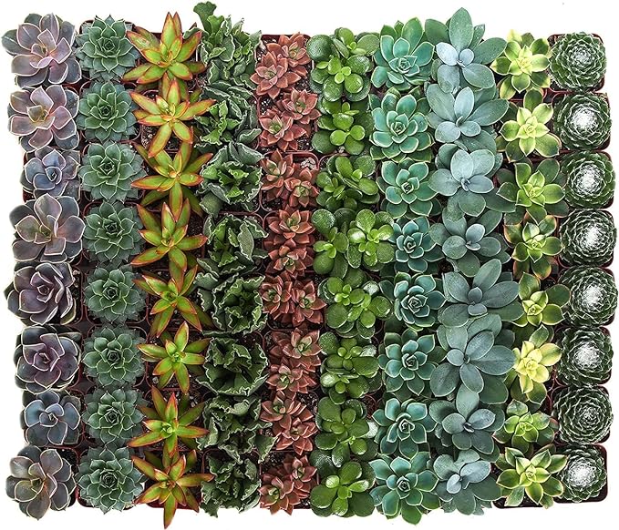 Shop Succulents Assorted Succulent Plant Pack Bulk Collection - Live Mini Succulent Plants, Low Maintenance, Mixture of Colors & Textures - Wedding and Party Favors, Gift & Garden, Pack of 64