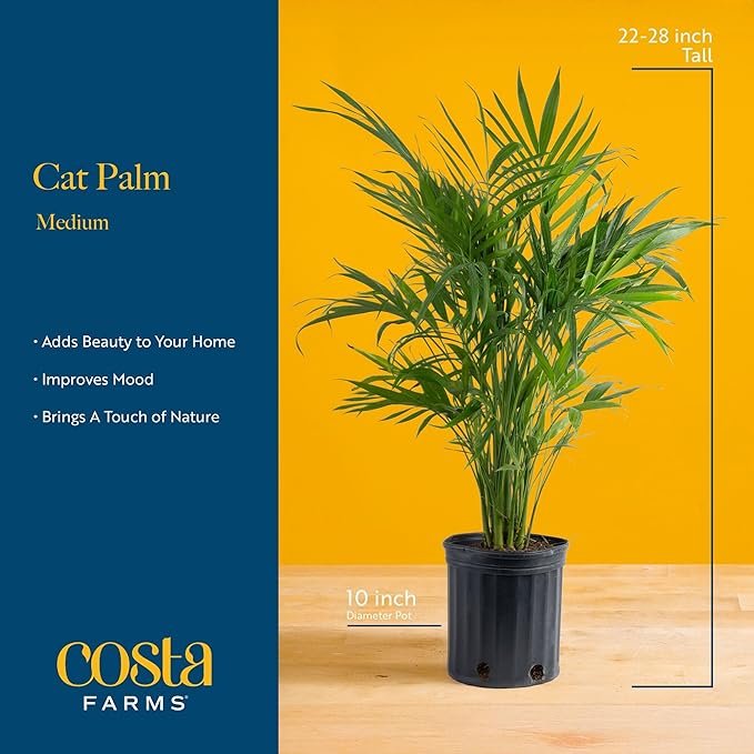 Costa Farms Cat Palm (2-Pack), Live Plants Houseplants in Decor Pots, Real Floor House Plant in Potting Soil, Housewarming Gift for New Home, Living Room, Office, Patio Palm Tree Decor, 3-4 Feet Tall