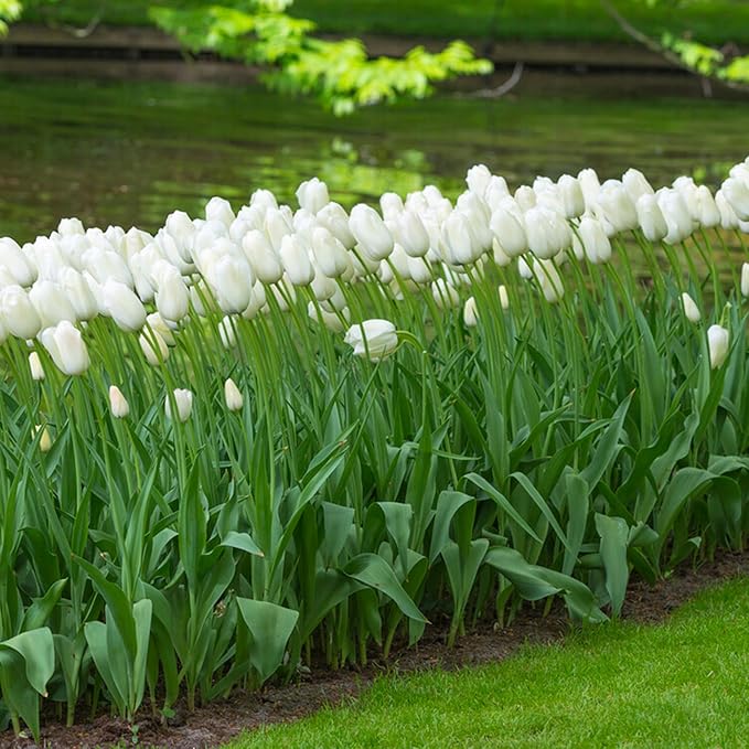 Garden State Bulb Single Late Snow White Tulip Flower Bulbs, 12/+ cm, Fall Planting (Bag of 100)