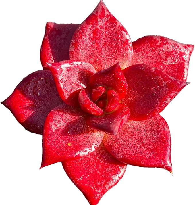 Echeveria Agavoides v Romeo Rubin Rare Live Succulent Plants, Red 1 Head 2.5" Live Plant, Package Without Pot Soil, Garden Indoor Office Desk, Wedding Party Baby Shower Decoration, Plant Lovers Gifts