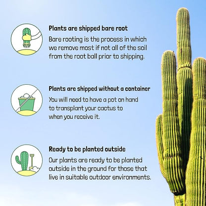 Cactus Outlet - Cactus Plants Live, Live Plants Indoor & Outdoor Use, Live Cactus, Golden Torch- Rare Large Live Cactus - Landscape Ready Large Cactus Plant Live Delivered Right to Your Door