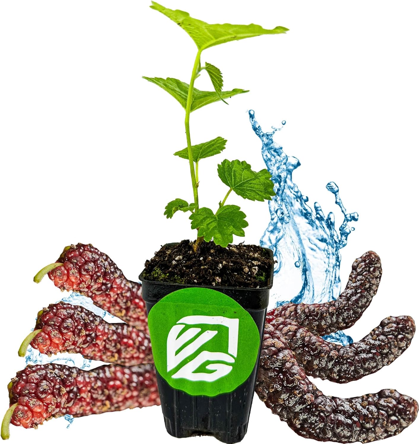 Pakistan Mulberry Live Tree - Morus Nigra Starter Plant - Wellspring Gardens - Dwarf Fruit Tree Ideal for Patio, Bonsai & Landscaping - Produce Fresh Berries -Companion to Elderberry Blueberry & Lilac