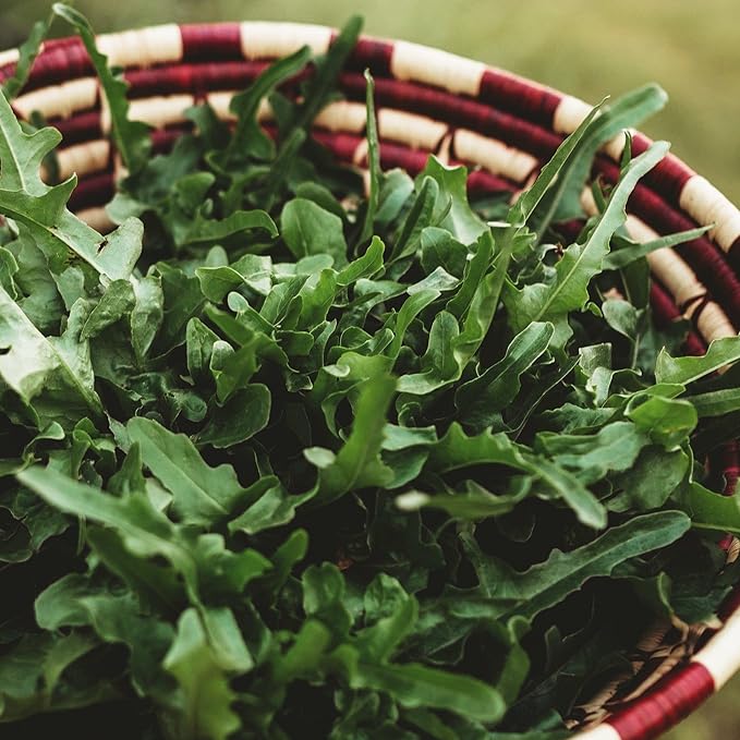 Royal Oakleaf Lettuce - 250 Seeds - Productive Green Oakleaf Lettuce Variety, Great for Cutting, Non-GMO Heirloom Leaf Lettuce Seeds for Planting in The Home Garden, Thresh Seed Company