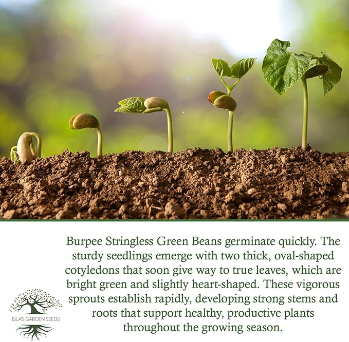 Burpee Stringless Green Bean Seeds (Phaseolus vulgaris) – 50+ Non-GMO Heirloom Seeds by Isla’s Garden Seeds, Crisp Tender Pods with No Strings, Easy to Grow for Raised Beds & Summer Harvests