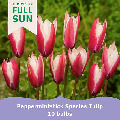 Bloomingbulb Peppermintstick Species Tulip Bulbs (10-Pack) Unique Fall Flower Bulbs for Planting – Star-Shaped Pink & White Blooms for Spring Gardens