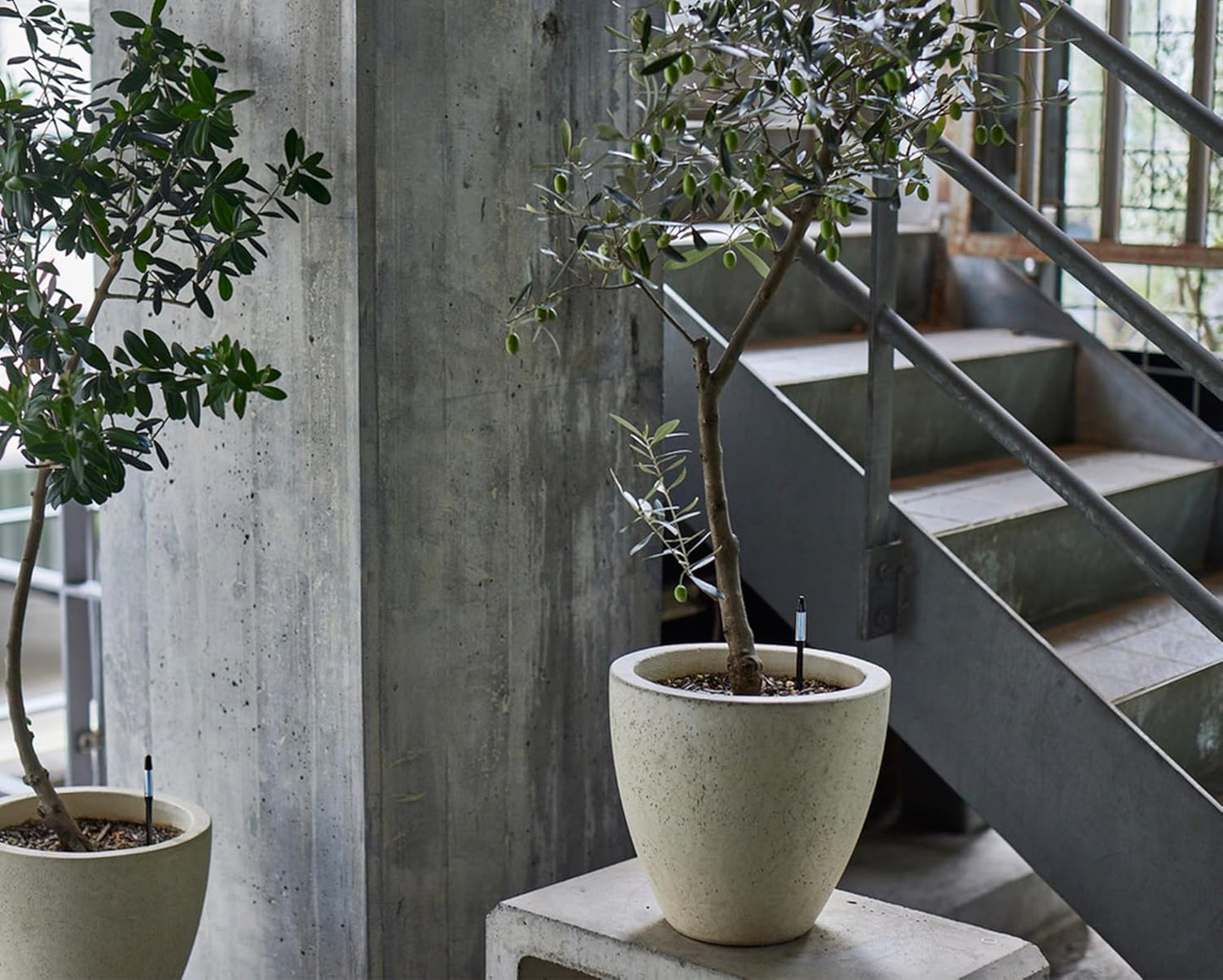 (Amazon Limited 5-Piece Set) Cabinoche SUSTEE Watering Checker Susty Set of 5 L Black Can Be Checked by Just Pointing to Check Watering Timing for Home Plants, Gardening, Interior Decoration