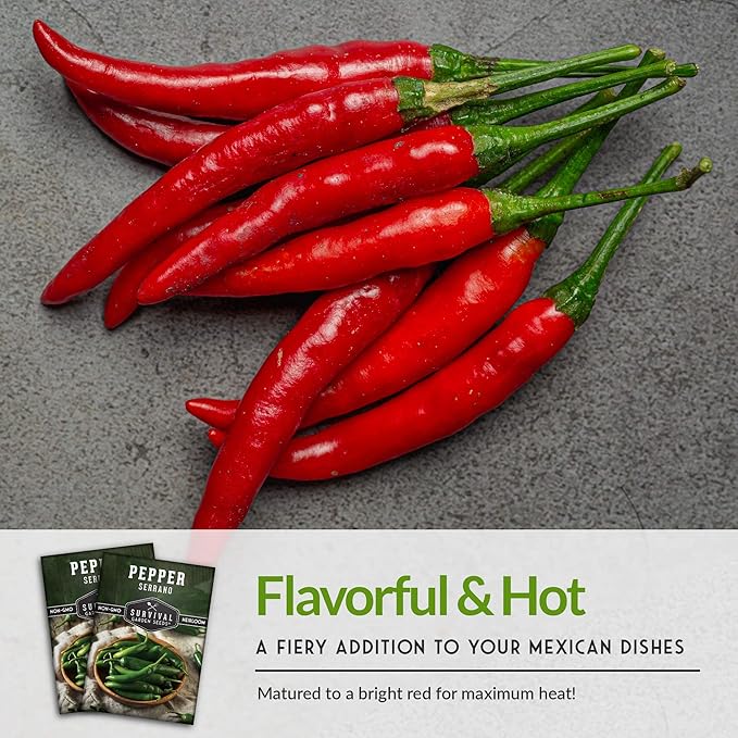 Mexican Serrano Pepper Seeds for Planting | Fresh Hot Chili & Green Hot Pepper Seeds – Heirloom Non-GMO Variety for Sauce, Salsa & Pickling – Survival Garden Seeds (5 Packs)