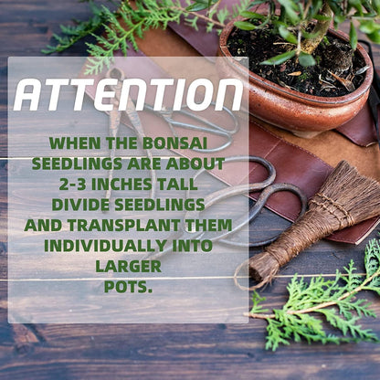 Bonsai Tree Kit with Complete Plant Growing Tools, Grow in Pot Indoor Bonsai Tree Starter Kit, Home Gardening DIY Gift for Adult