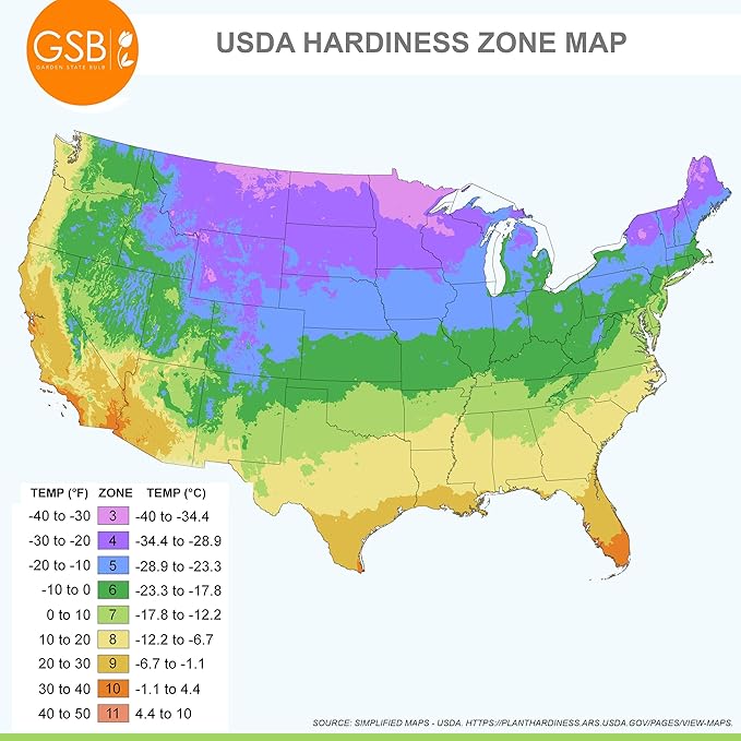 Garden State Bulb Wild About Mixed Allium Flower Bulbs, 10/12cm, Fall Planting (Bag of 25)