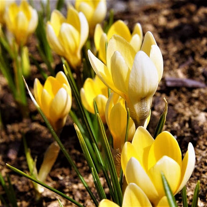 Easy to Grow Crocus Cream Beauty 20 Plant Bulbs - Fragrant Light Yellow Flowers in Late Winter to Early Spring, Outdoor Zones 3-8