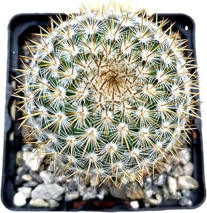 Fat Plants San Diego Mini Cactus Plants in Plastic Planters