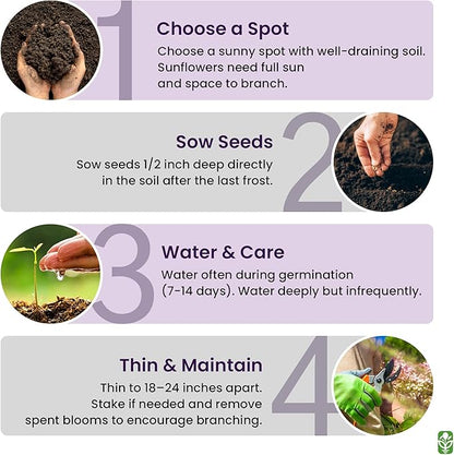 Chocolate Cherry Sunflower Seeds to Plant - Heirloom & Non-GMO - Large Package 200 Sunflower Seeds for Planting in Your Home Garden