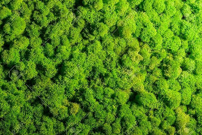 Gardenera's Professional Grade Mix for Stunning Peace Lilies: The Essential Ingredient for Indoor Plant Success [10-Quart Bag]