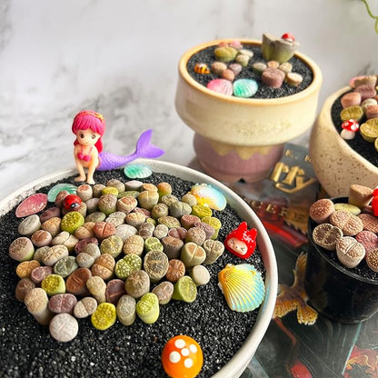 Lithops Random Mix Rare Live Succulent Plants, 30/50/100 Pcs Succulent Live Plant, Bare Root Without Pot & Soil, Indoor Office, Friend Plant Lovers Gifts