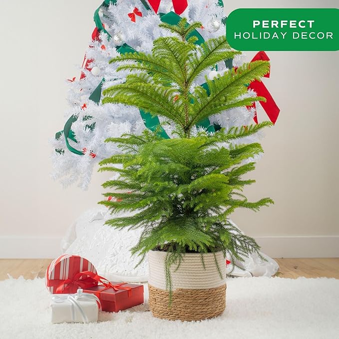 Costa Farms Live Christmas Tree, Large Norfolk Island Pine in Premium Indoor Décor Plant Pot, Houseplant Christmas Decoration, Christmas Gift or Room Decor, 3 Feet Tall