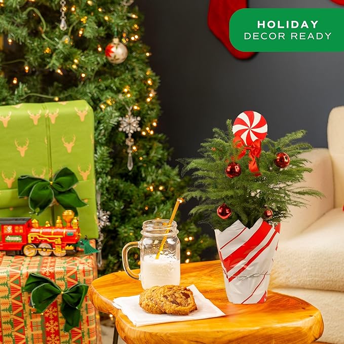 Costa Farms Live Christmas Tree, Norfolk Island Pine in Holiday Gifting Wrap Plant Pot, Houseplant Christmas Decoration, Christmas Gift or Room Decor, 18-20 Inches Tall