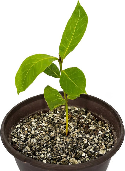 Gardenera Zamioculcas Potting Mix - Unlock Robust Growth and Striking Leaves with Our High-Performance Formula - 20 Quart