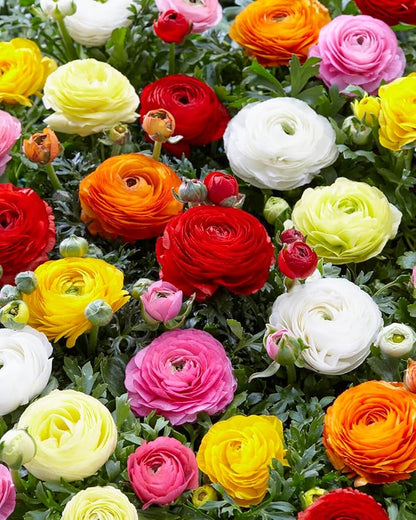 French Peony Mixed Ranunculus - 12 Largest Size Corms, Premium Ranunculus Bulbs, Vibrant Multicolor Blooms, Ideal for Garden Beds, Perfect for Spring Planting, Stunning Peony-Like Flowers