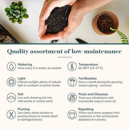 Shop Succulents Rosette Succulent Plant Pack Bulk Collection - Live Mini Succulent Plants, Low Maintenance, Floral Shaped Mix of Colors & Textures - Wedding and Party Favors, Gift & Garden, Pack of 16