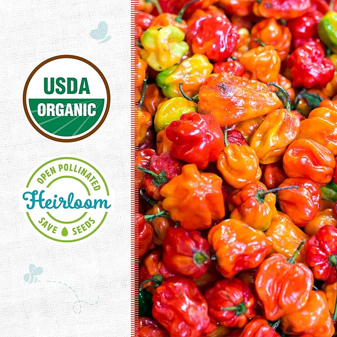 Back to The Roots 100% Organic Heirloom Seeds - Habanero Pepper Seeds for Planting Value Pack (280mg Total)
