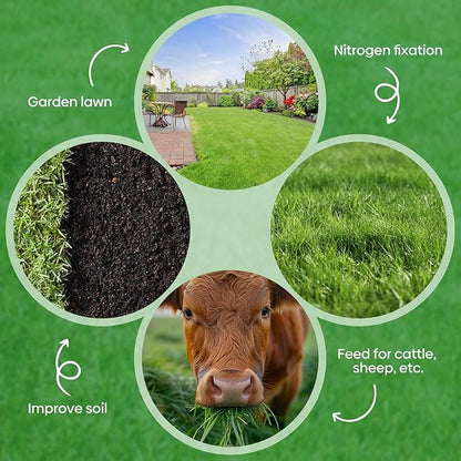 Winter Rye Seeds, 3lbs Non-GMO Cover Crop Seeds, Annual Secale Cereale to Plant for Lawn Alternative, Rye Grass Seed Grown in The USA