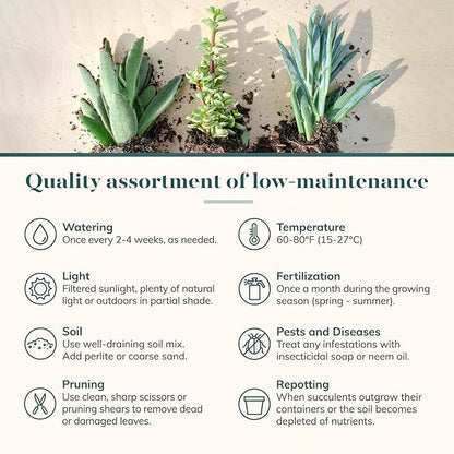 Shop Succulents Assorted Succulent Plant Pack Collection - Live Mini Succulent Plants, Low Maintenance, Mixture of Colors & Textures - Wedding and Party Favors, Gift & Garden, Pack of 6