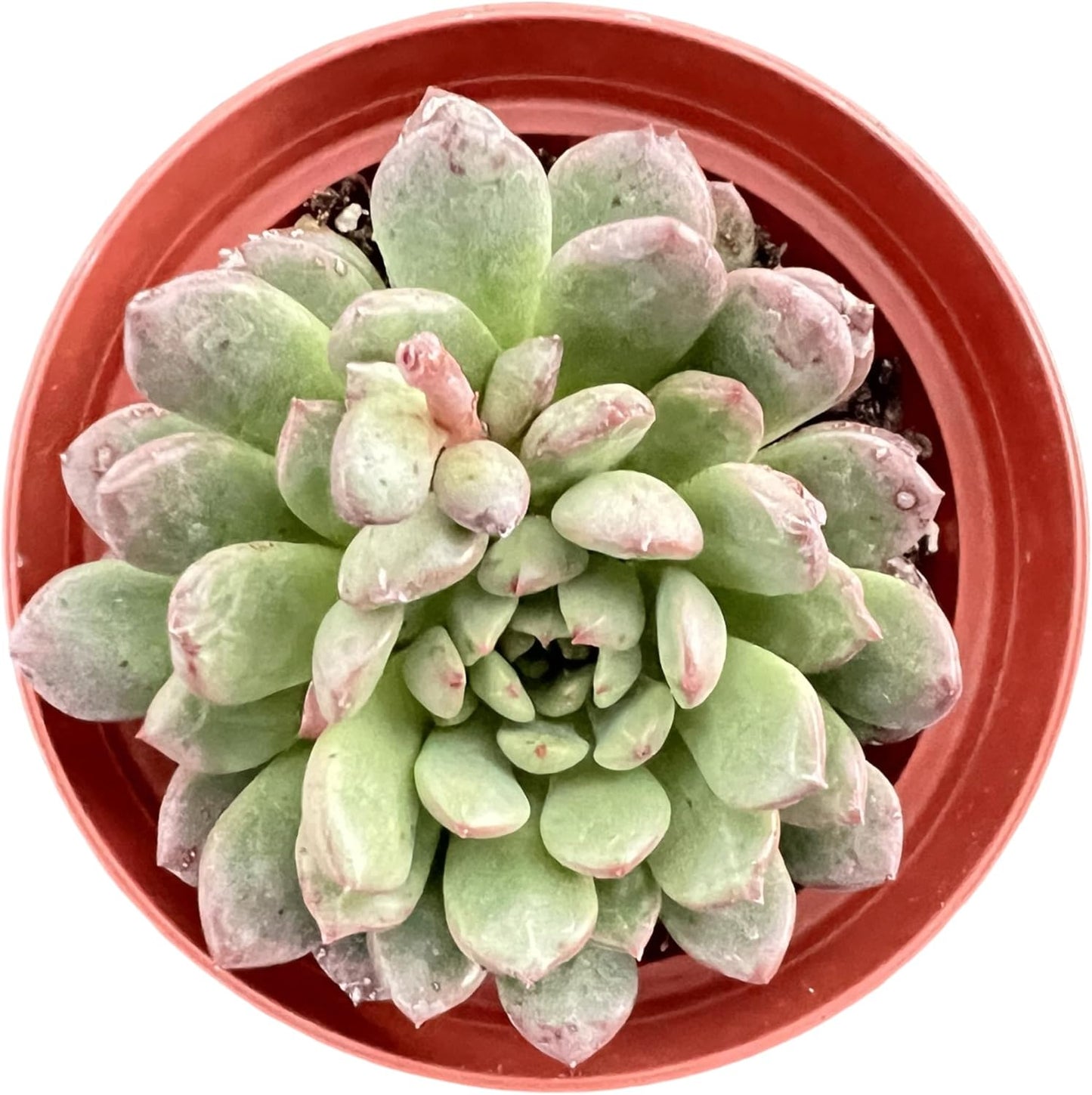 Sprout N Green Sedeveria Pink Ruby, Live Succulent Plant Fully Rooted in 4" Pot, Real House for Indoor Outdoor Home Office Wedding Decoration Party Favor