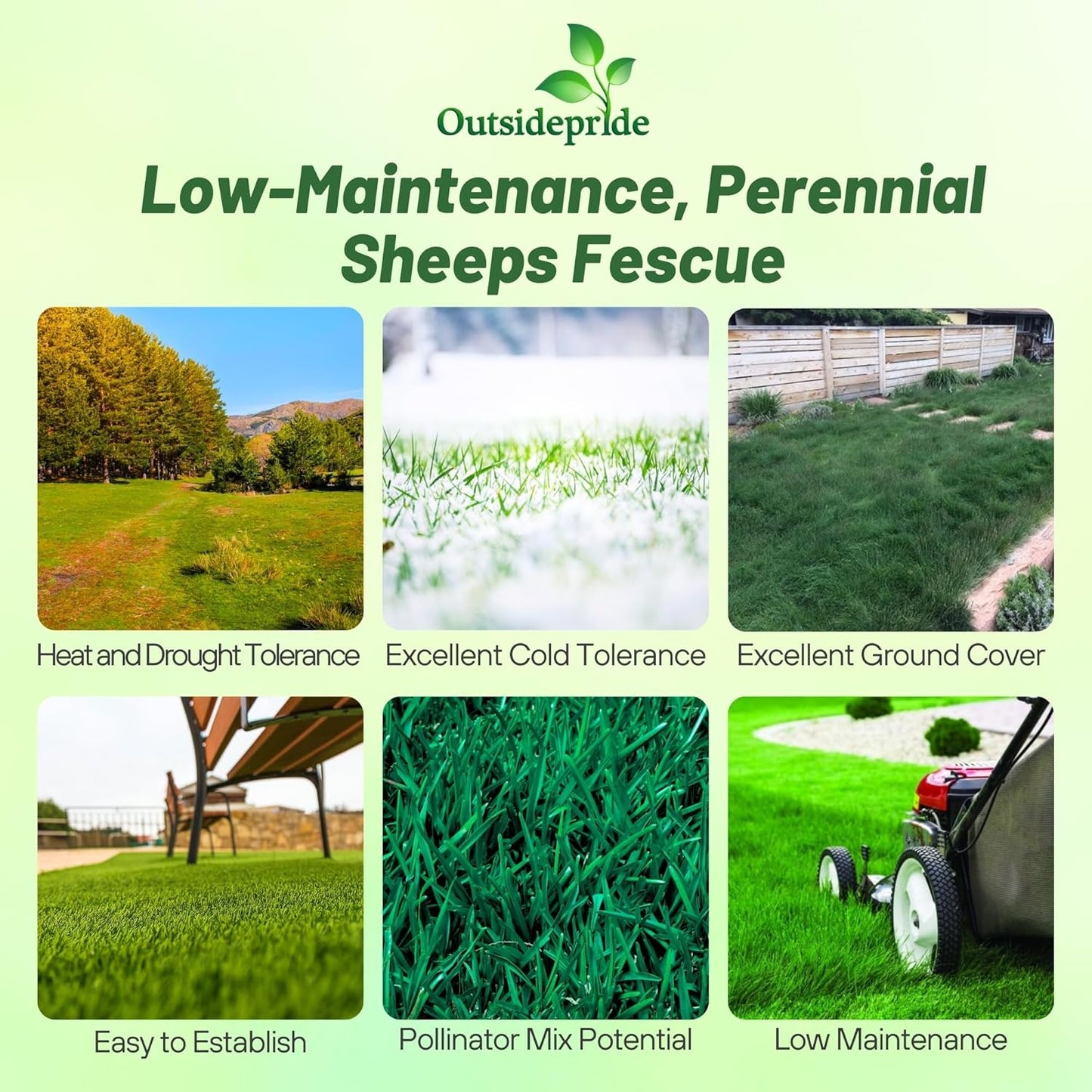 Outsidepride Sheeps Fine Fescue Lawn Grass Seed - 50 Lbs. Perennial Heat & Drought Tolerant Dense, Traffic-Resistant Turf for Shaded Environments w/OptiGrowth Coating for Seed Enhancement