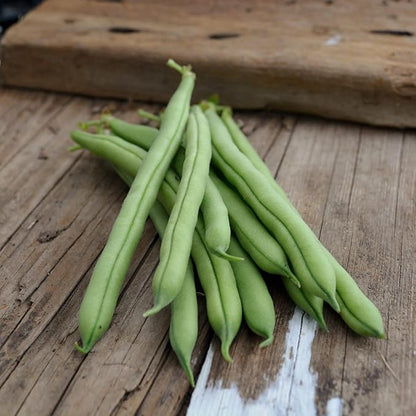 Provider Bush Green Bean - 4oz Bulk (~400 Seeds) - Heirloom & Open-Pollinated Variety, USA-Grown, Non-GMO Green Bean Seeds for Planting Outdoors in Containers or The Home Garden, Thresh Seed Company