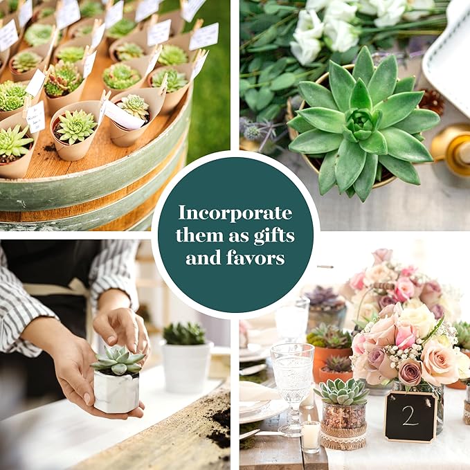 Shop Succulents Rosette Succulent Plant Pack Bulk Collection - Live Mini Succulent Plants, Low Maintenance, Floral Shaped Mix of Colors & Textures - Wedding and Party Favors, Gift & Garden, Pack of 32