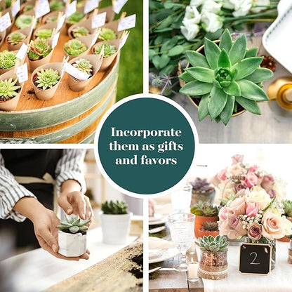 Shop Succulents Rosette Succulent Plant Pack Bulk Collection - Live Mini Succulent Plants, Low Maintenance, Floral Shaped Mix of Colors & Textures - Wedding and Party Favors, Gift & Garden, Pack of 40