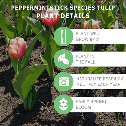 Bloomingbulb Peppermintstick Species Tulip Bulbs (10-Pack) Unique Fall Flower Bulbs for Planting – Star-Shaped Pink & White Blooms for Spring Gardens