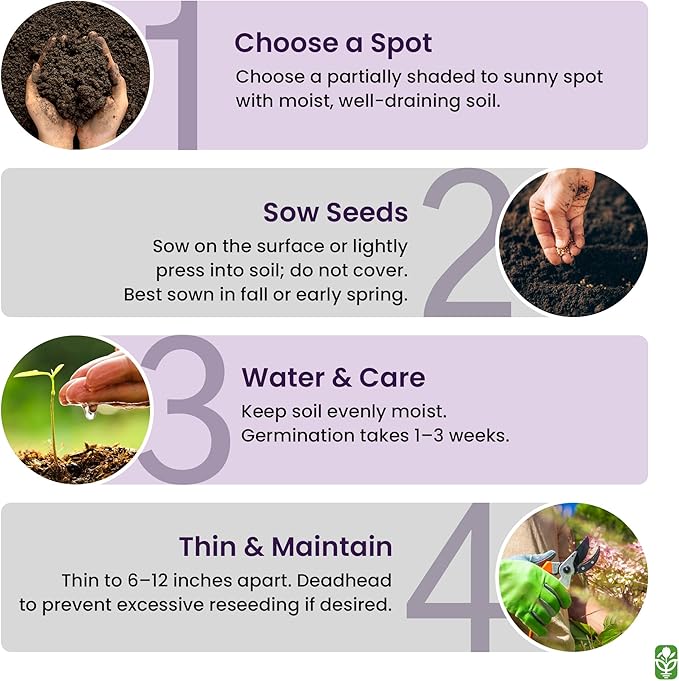 Forget Me Not Seeds - 5000 Flower Seeds - Perennial Ground Cover Seed for Tulips and Other Bulbs - Bulk Flowering Ground Cover - Grown in The USA