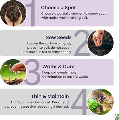 Forget Me Not Seeds - 5000 Flower Seeds - Perennial Ground Cover Seed for Tulips and Other Bulbs - Bulk Flowering Ground Cover - Grown in The USA